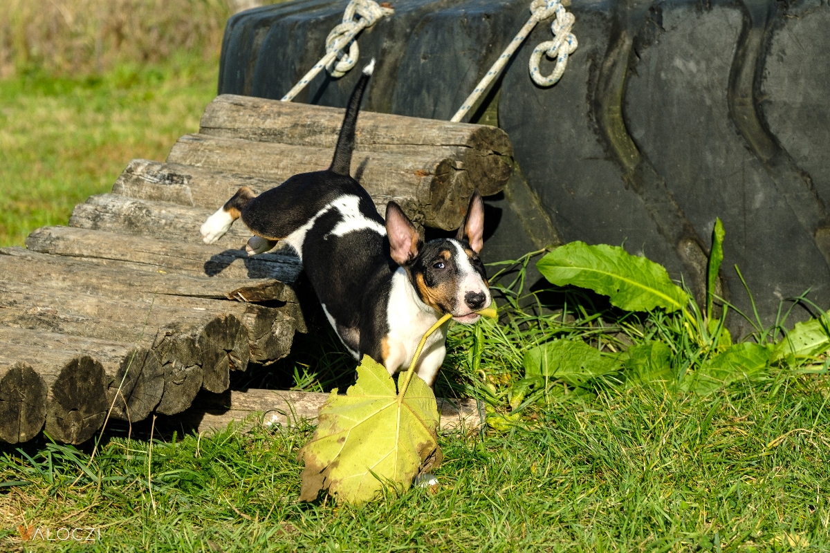 Miniatűr bullterrier