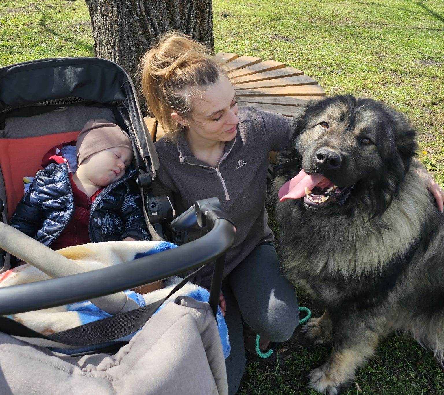 Sarplaninac / Fotó: Varga's Bull Kennel