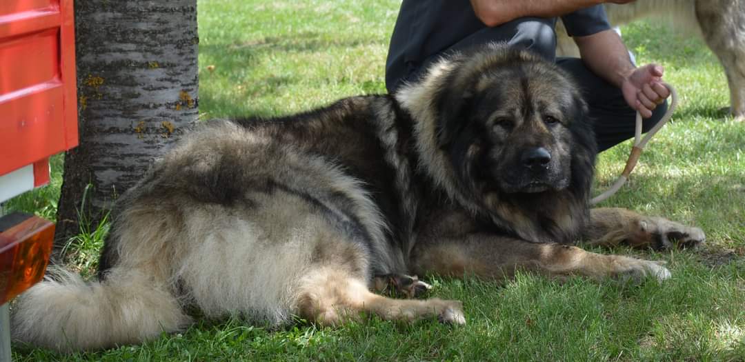 Sarplaninac / Fotó: Varga's Bull Kennel