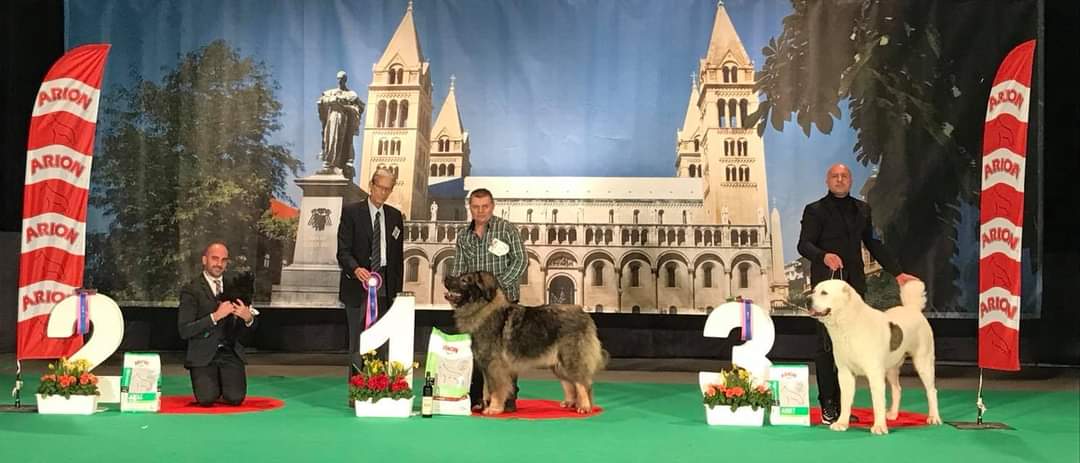 Sarplaninac / Fotó: Varga's Bull Kennel