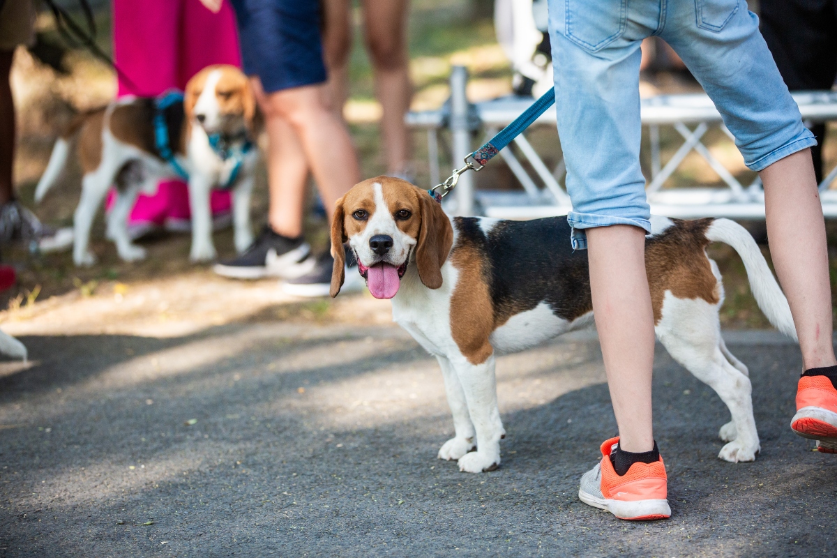 beagle falkaséta a dogz fesztiválon