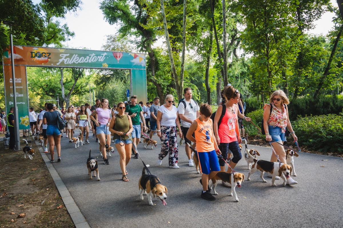 beagle falkaséta a dogz fesztiválon