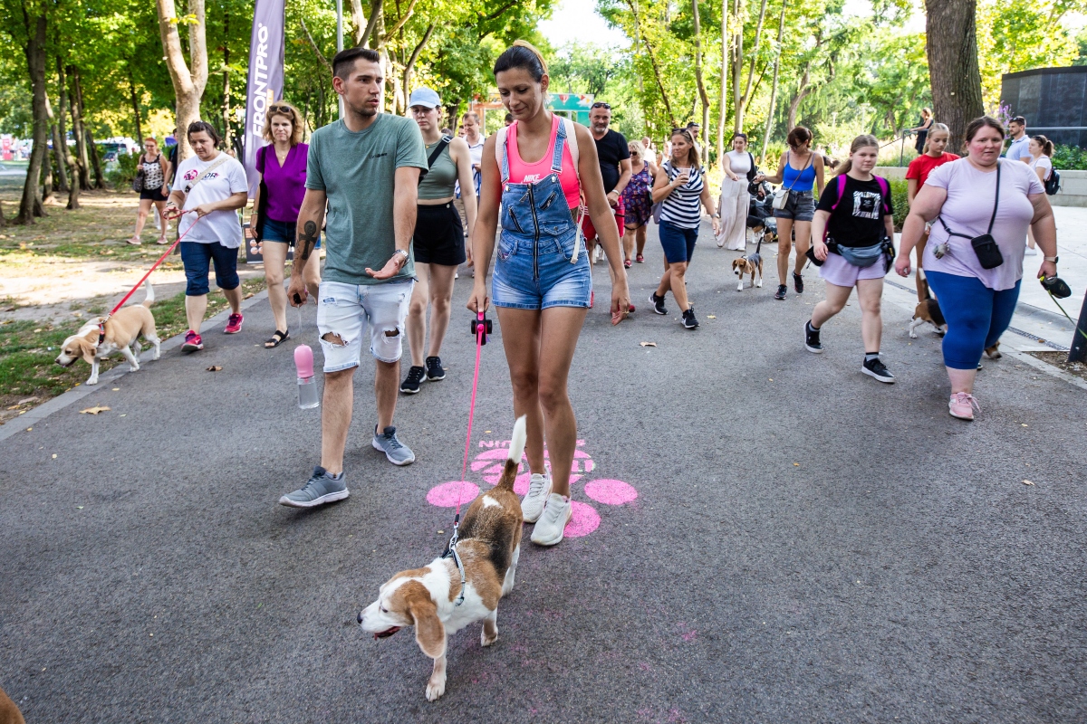 beagle falkaséta a dogz fesztiválon