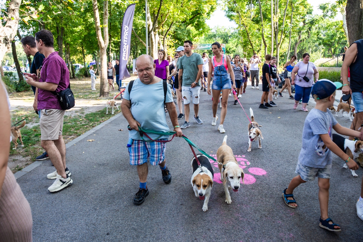 beagle falkaséta a dogz fesztiválon