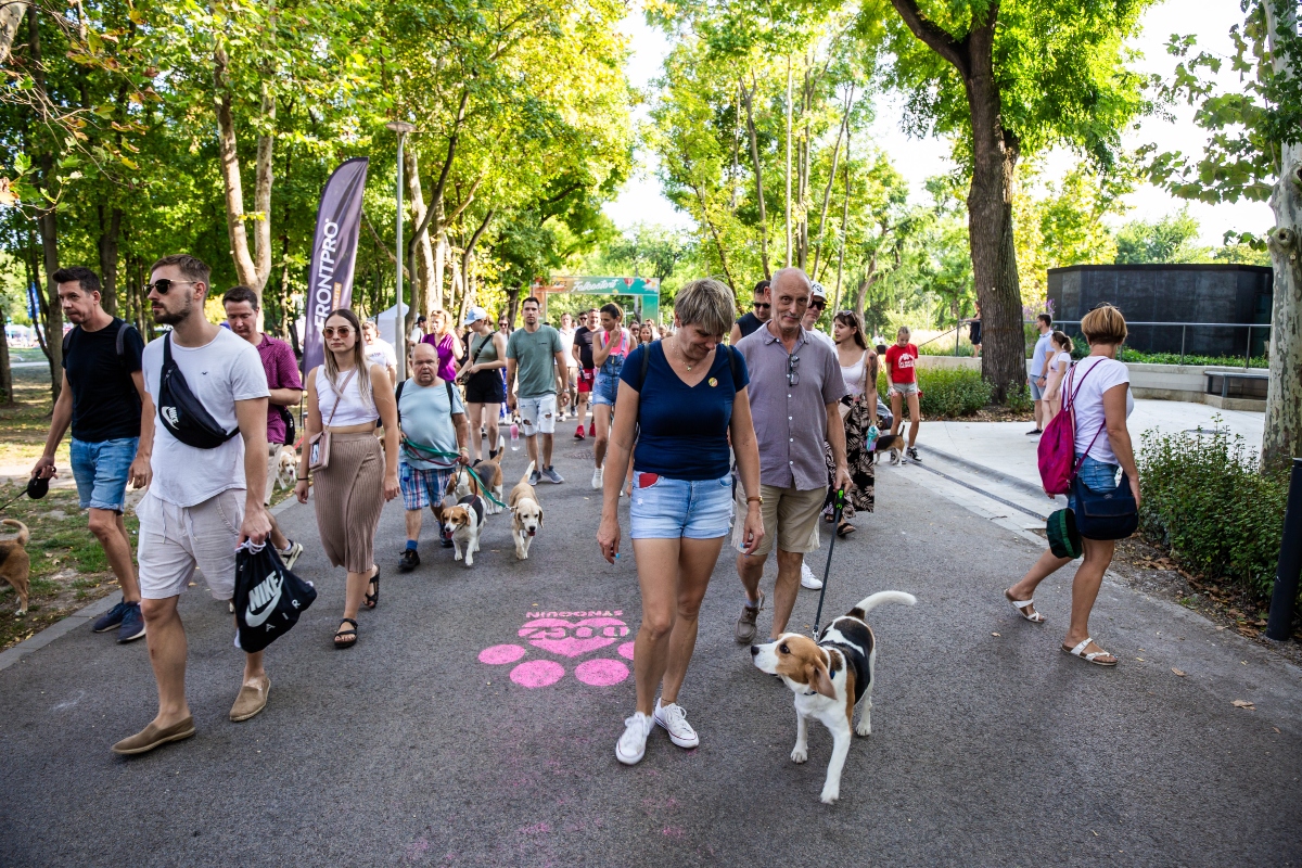 beagle falkaséta a dogz fesztiválon