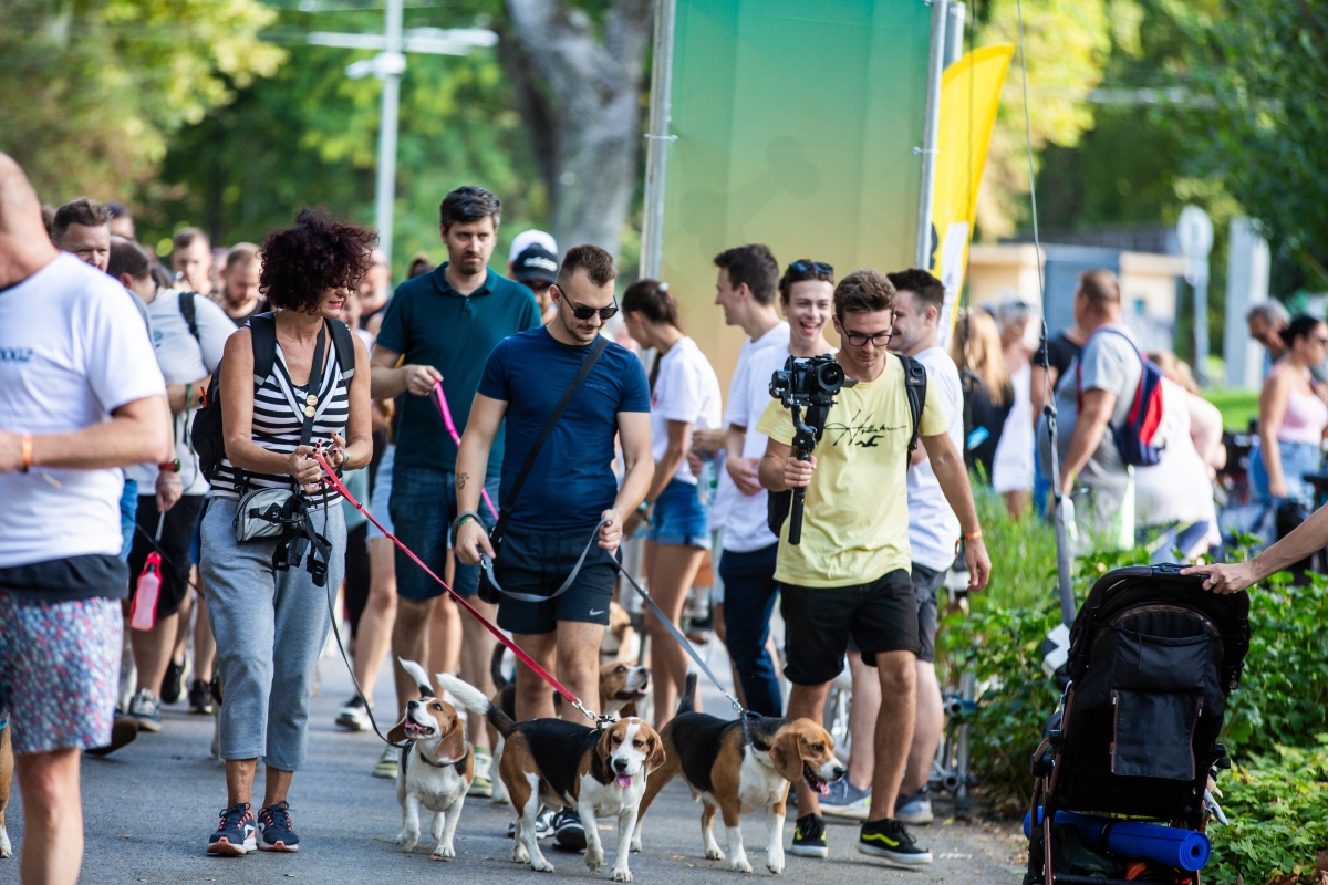 beagle falkaséta a dogz fesztiválon