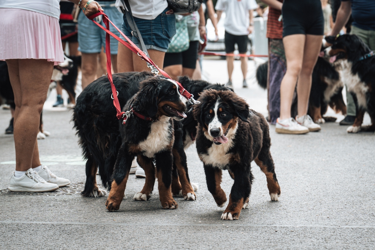 berni pásztorkutya falkaséta a dogz fesztiválon