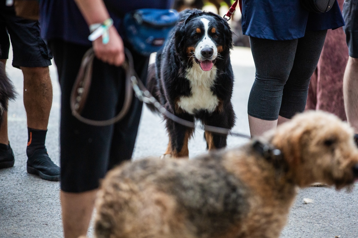 berni pásztorkutya falkaséta a dogz fesztiválon