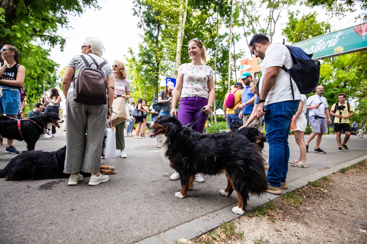 berni pásztorkutya falkaséta a dogz fesztiválon