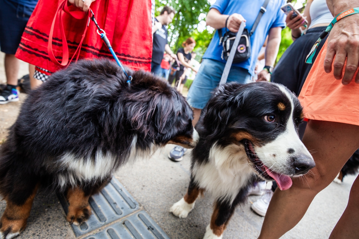 berni pásztorkutya falkaséta a dogz fesztiválon