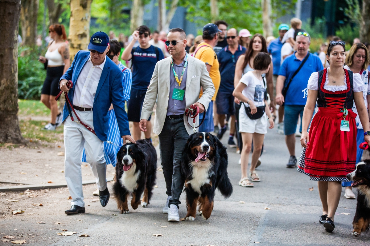 berni pásztorkutya falkaséta a dogz fesztiválon