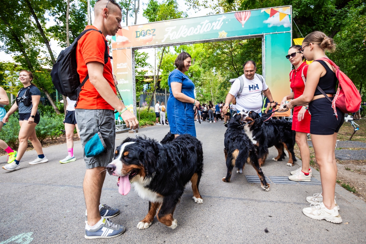 berni pásztorkutya falkaséta a dogz fesztiválon