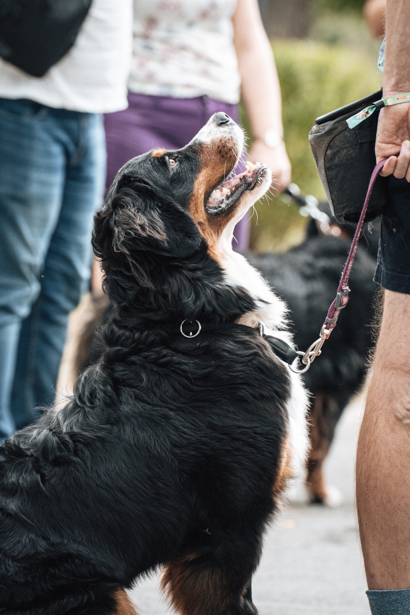 berni pásztorkutya falkaséta a dogz fesztiválon