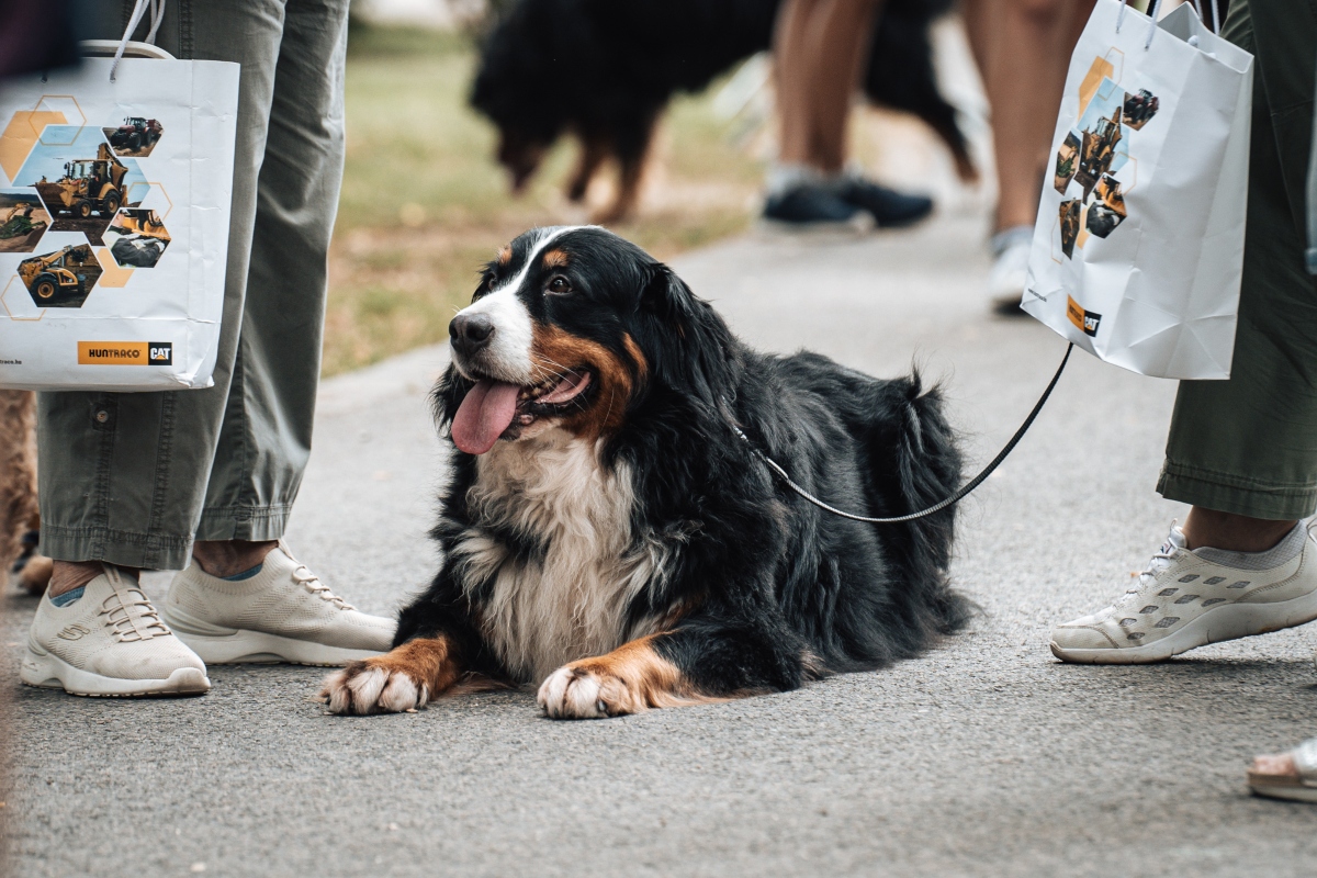 berni pásztorkutya falkaséta a dogz fesztiválon