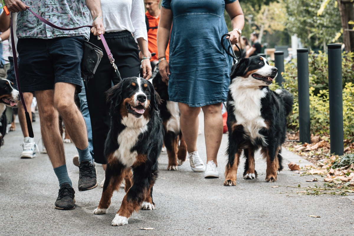 berni pásztorkutya falkaséta a dogz fesztiválon