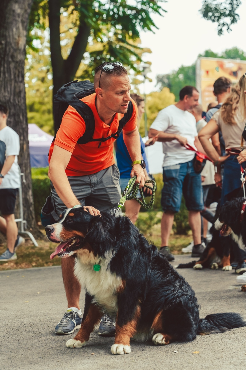 berni pásztorkutya falkaséta a dogz fesztiválon