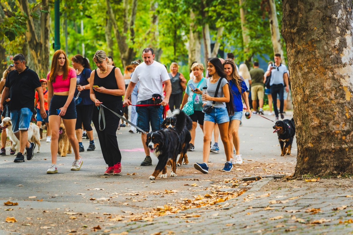 berni pásztorkutya falkaséta a dogz fesztiválon