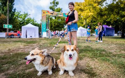 corgik a DOGZ Fesztiválon