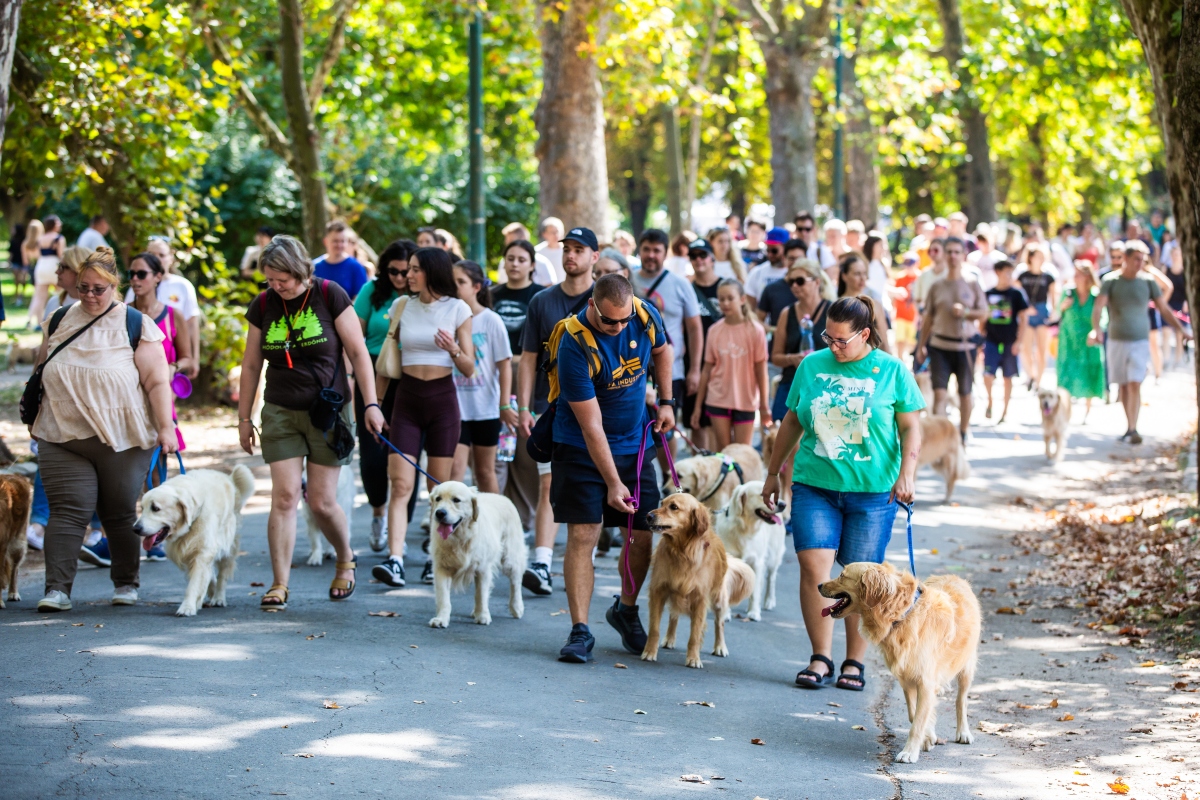 golden retriever falkaséta a dogz fesztiválon