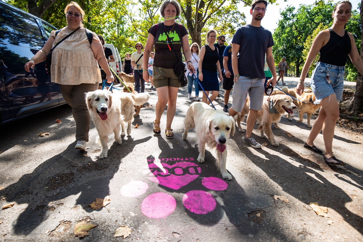 golden retriever falkaséta a dogz fesztiválon