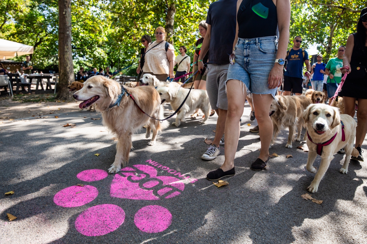 golden retriever falkaséta a dogz fesztiválon