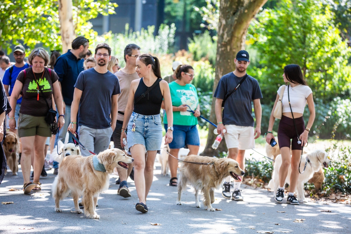 golden retriever falkaséta a dogz fesztiválon