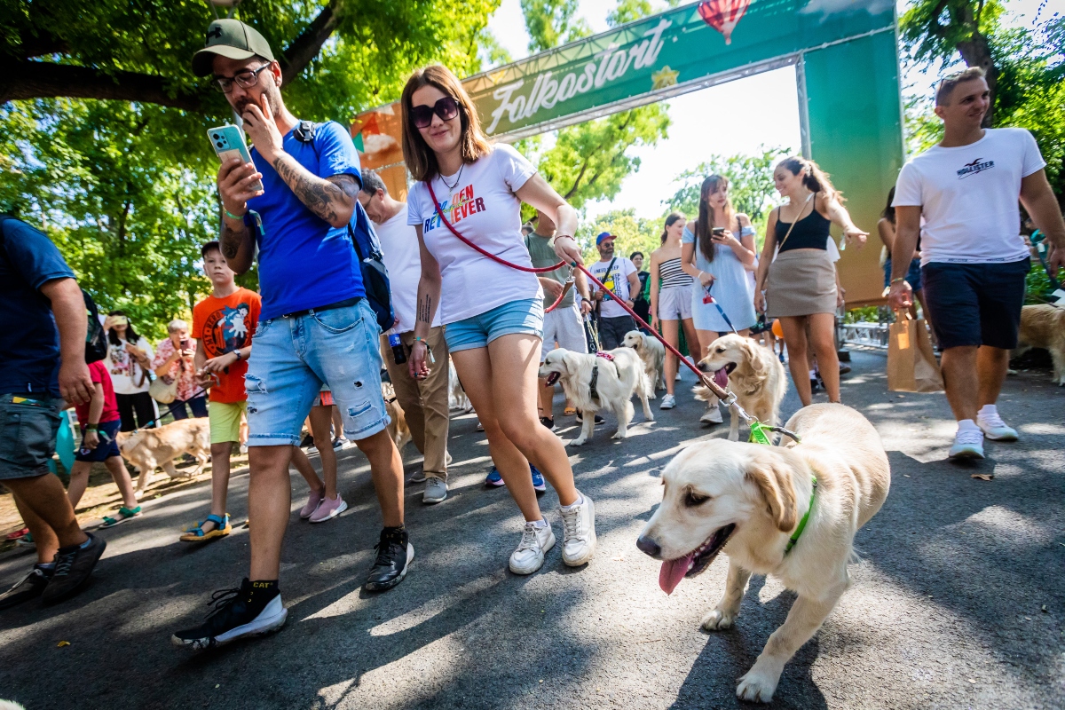 golden retriever falkaséta a dogz fesztiválon