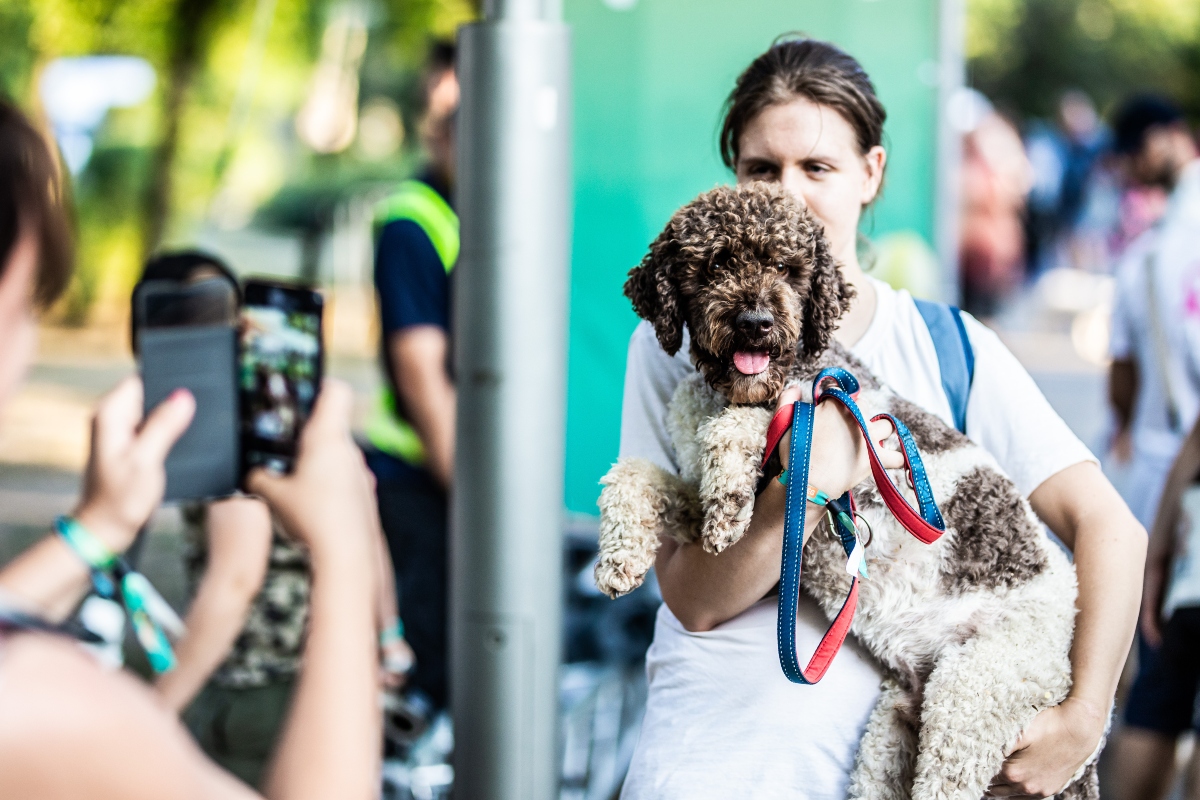 közös falkaséta a dogz fesztiválon