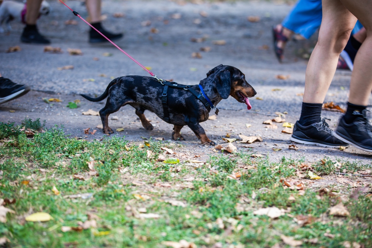 tacskó falkaséta a dogz fesztiválon