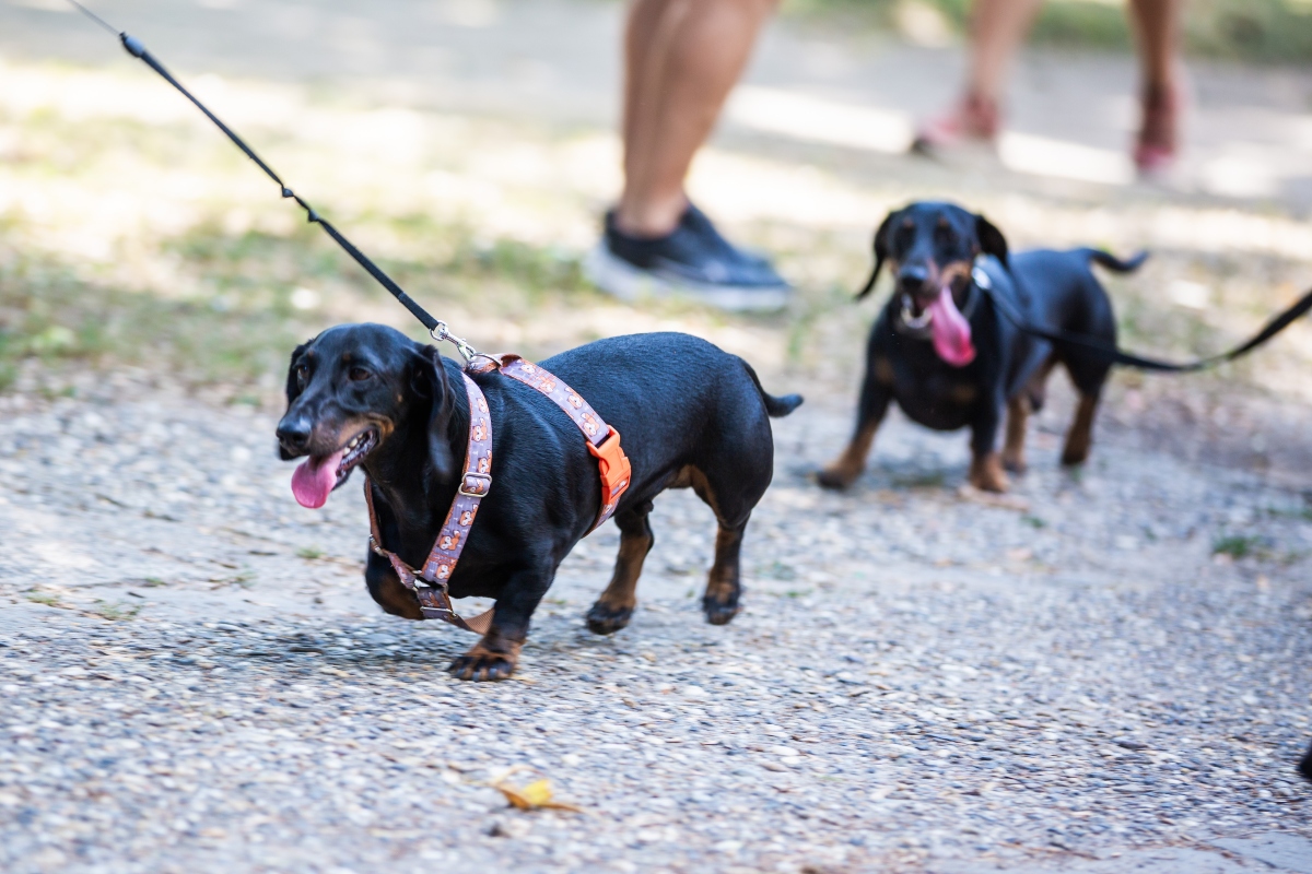 tacskó falkaséta a dogz fesztiválon