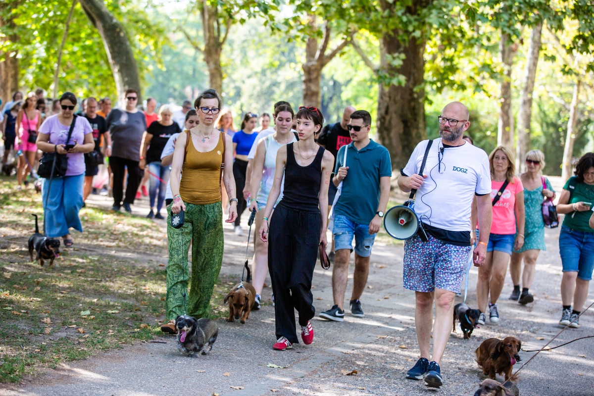 tacskó falkaséta a dogz fesztiválon