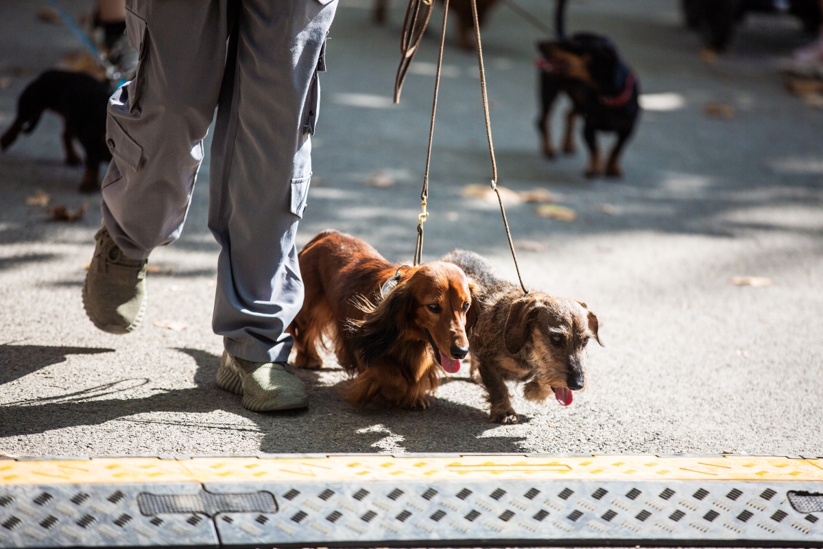 tacskó falkaséta a dogz fesztiválon