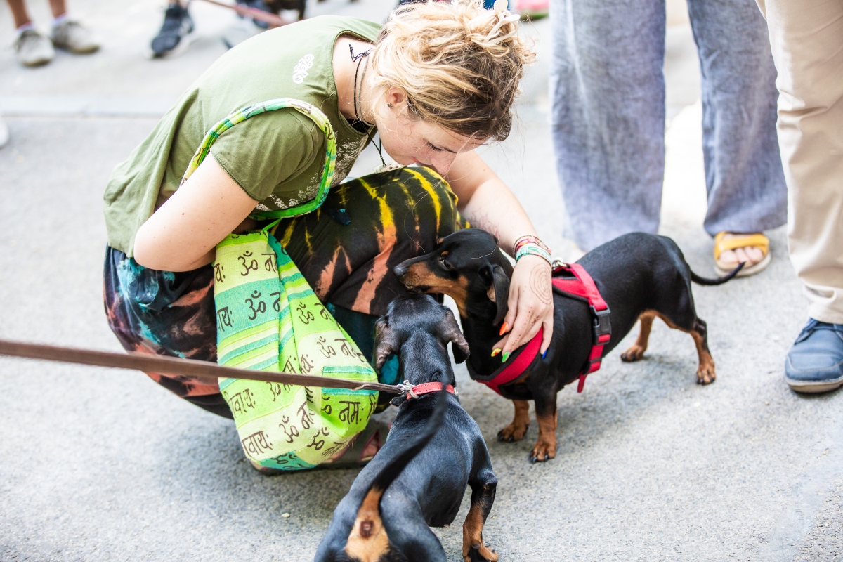 tacskó falkaséta a dogz fesztiválon