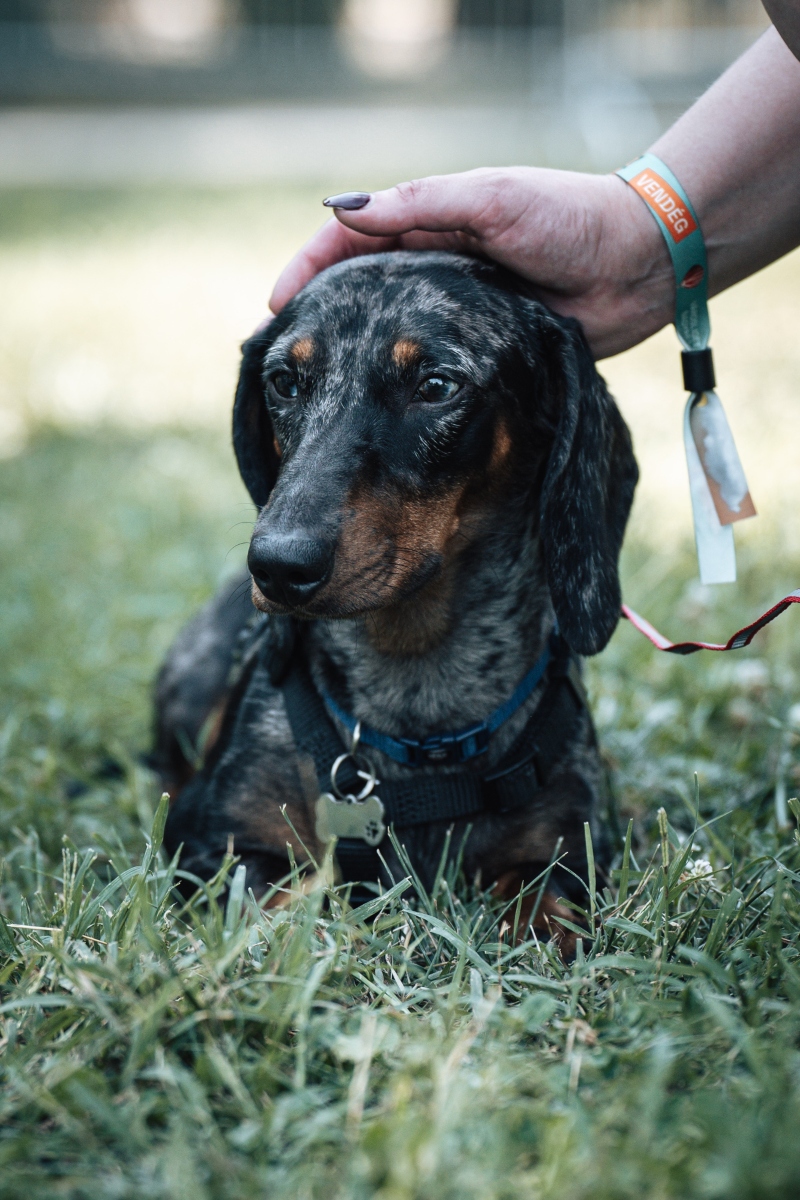 tacskó falkaséta a dogz fesztiválon