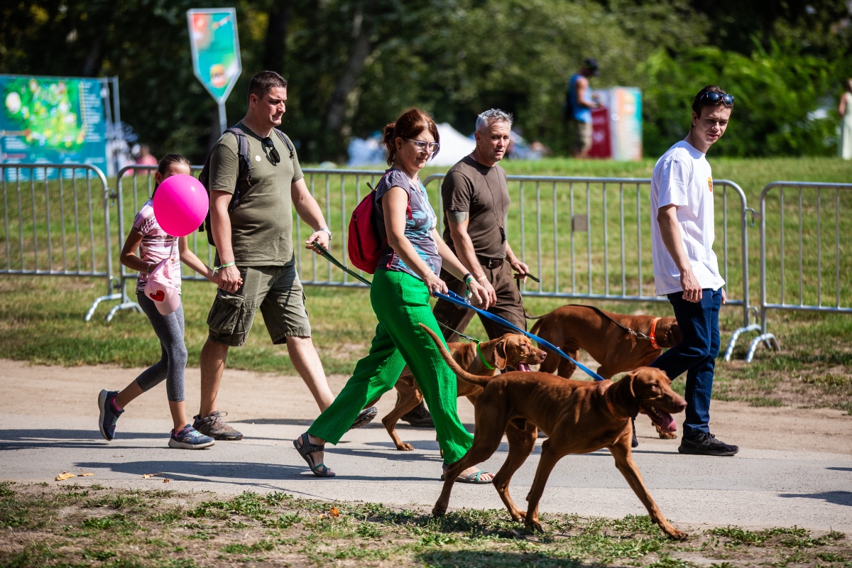 vizsla falkaséta a dogz fesztiválon