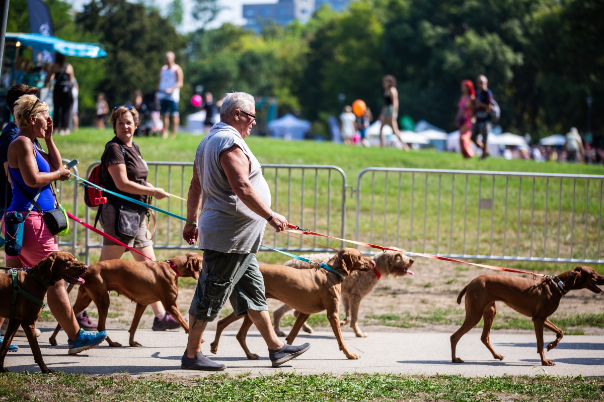 vizsla falkaséta a dogz fesztiválon