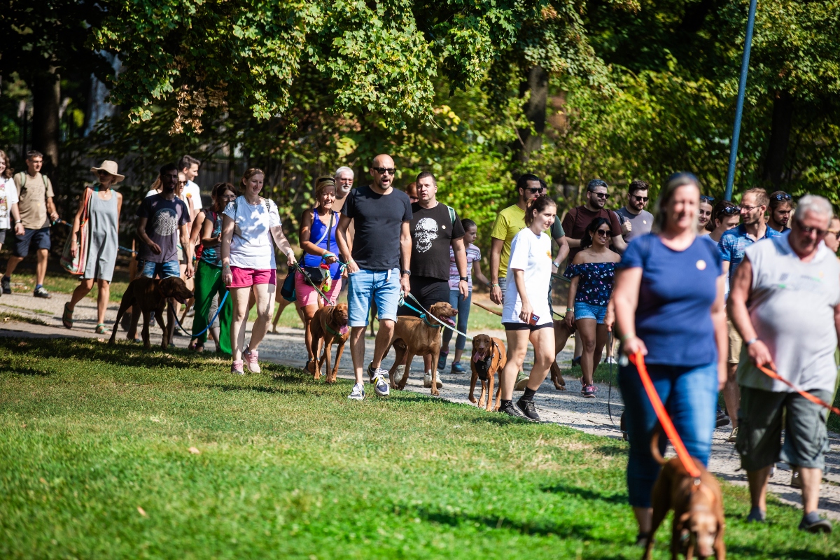 vizsla falkaséta a dogz fesztiválon