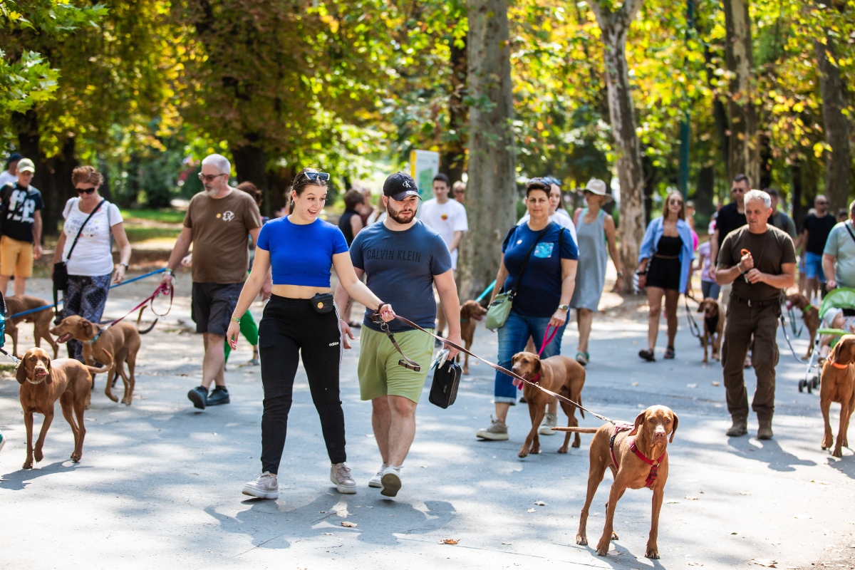 vizsla falkaséta a dogz fesztiválon