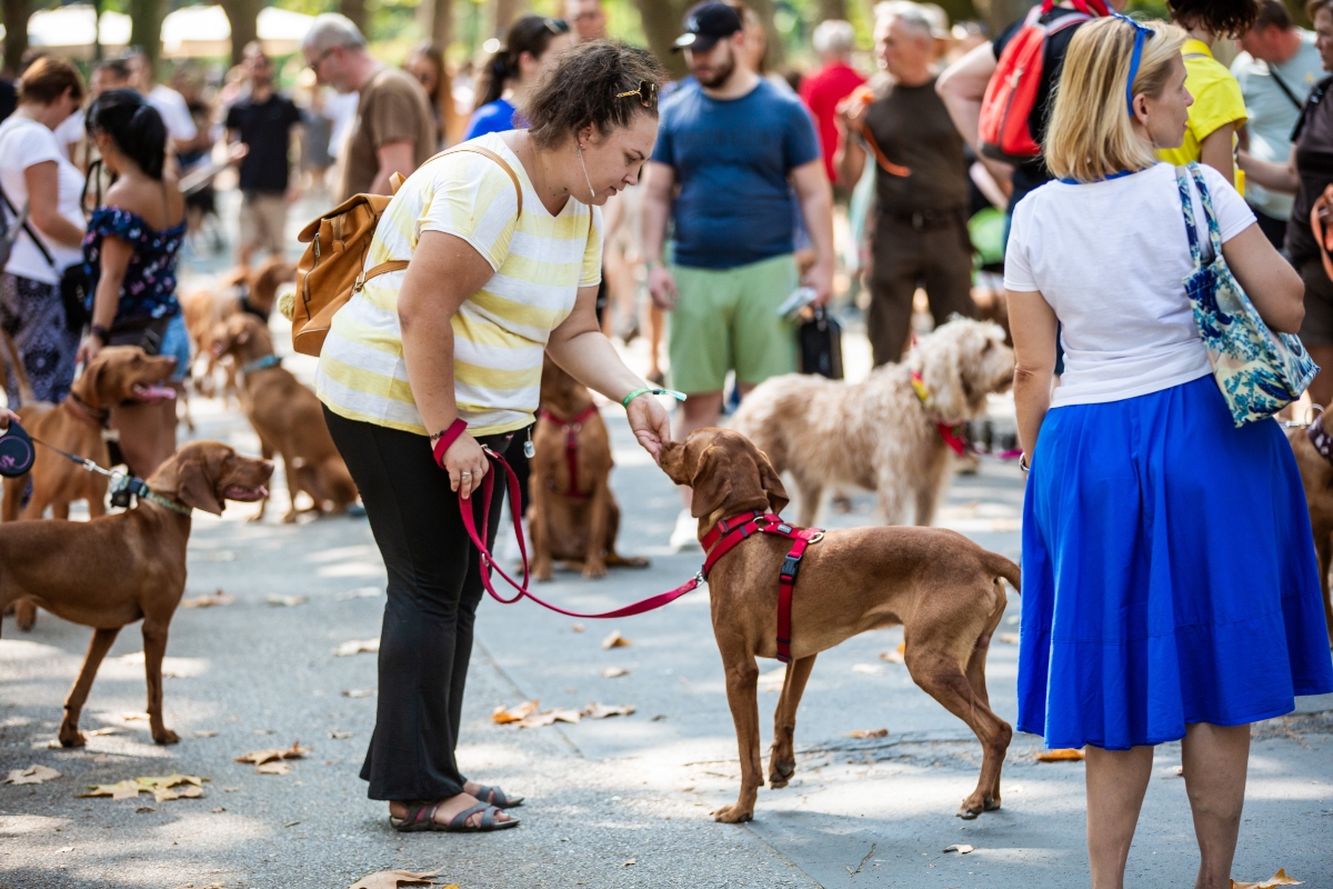 vizsla falkaséta a dogz fesztiválon