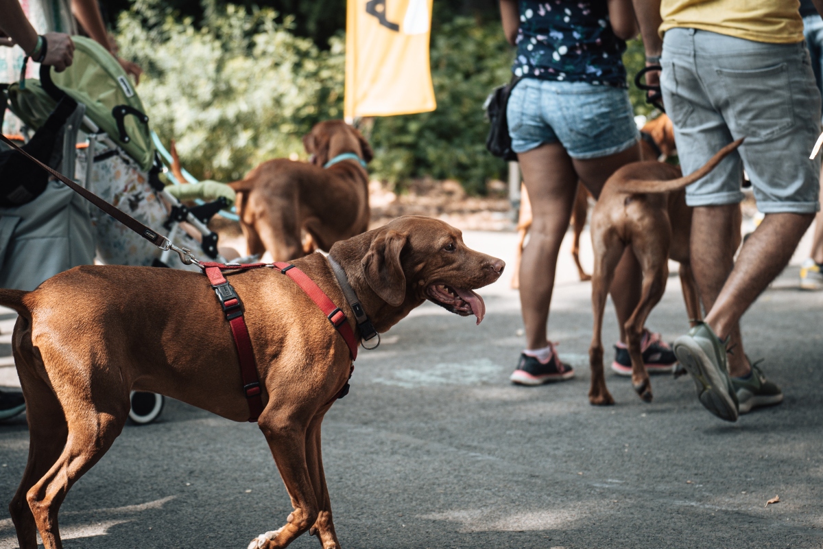 vizsla falkaséta a dogz fesztiválon