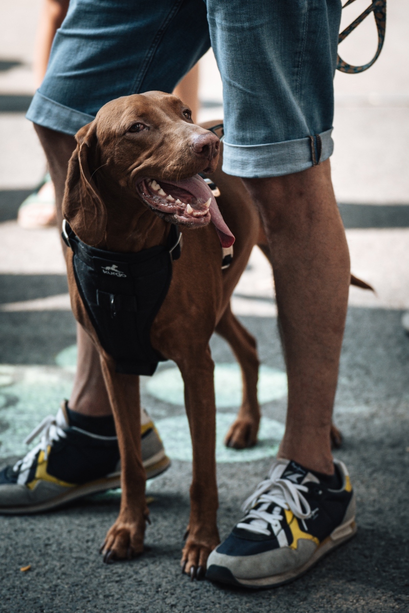 vizsla falkaséta a dogz fesztiválon