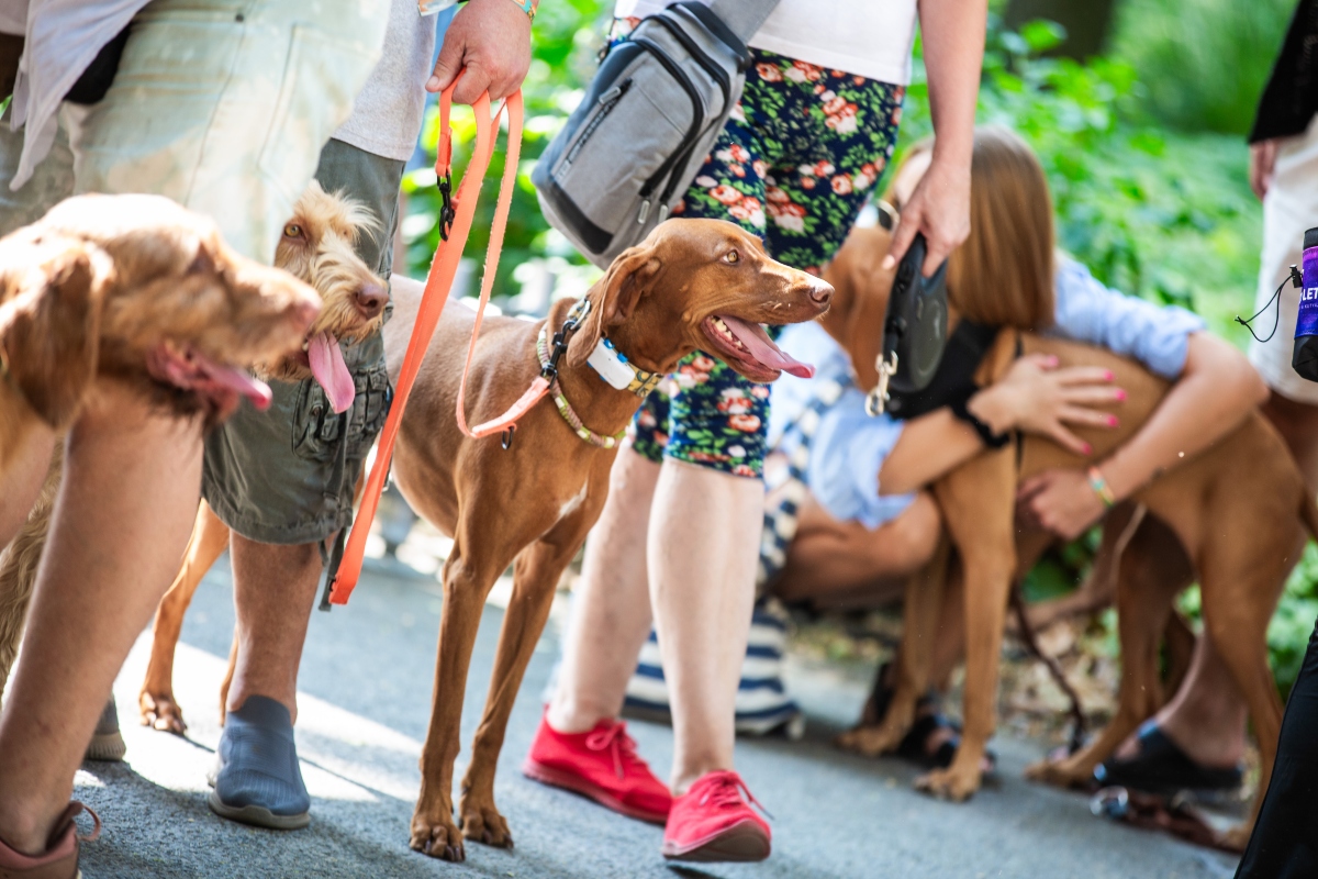 vizsla falkaséta a dogz fesztiválon