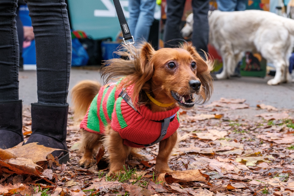 DOGZ Mikulás Falkaséta