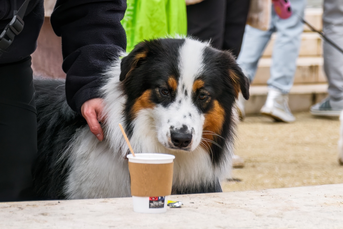 DOGZ Mikulás Falkaséta