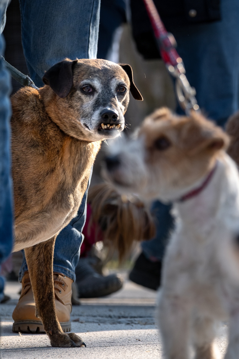 DOGZ Farsangi Falkaséta