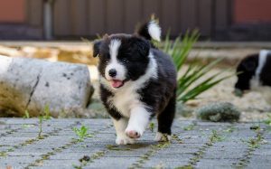 Border Collie puppy