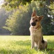 German Shepherd in the garden